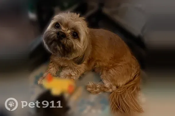Lost and found pets El Paso, photo: Lost Dog, McCombs Street, El Paso, Fontana — small tan/golden fluffy dog with a long coat