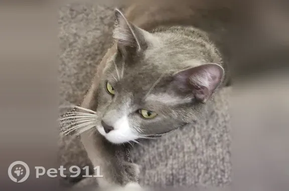 Lost cat, Hodgenville Road, 1771, Elizabethtown, Nashville — grey-and-white male - photo