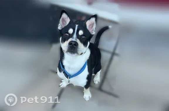 Found dog, male, Mann Road, 7381, Indianapolis — black and white, pointed ears - photo