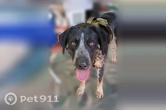 Lost dog, Tiger Creek Road, 1153, Roan Mountain, Boone — male blue tick hound mix - photo