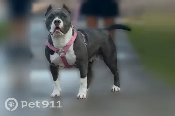Missing dog Bozeman, photo: Lost dog, Billings, Montana, Bozeman — female
