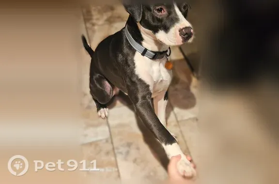 Lost dog, Oaklawn Drive, 5006, North Little Rock, Sherwood — male and female mutts - photo
