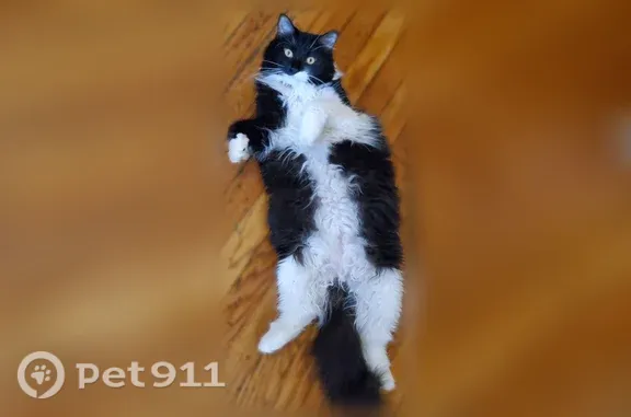 Lost cat, Ward Place, 31, Hartford, Franklin — female domestic kitten - photo