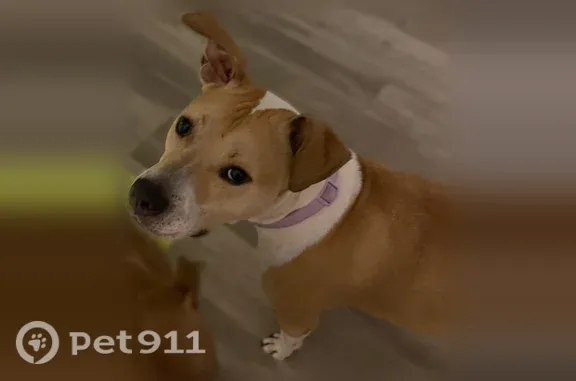 Lost Dog, West 136th Street, 2898, Ashland, Grant — white with brown spots - photo