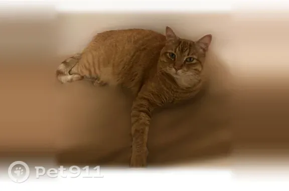 Lost and found pets Arlington, photo: Lost male cat, South Mount Vernon Street, 3112, Spokane, Arlington — green eyes and striped tail
