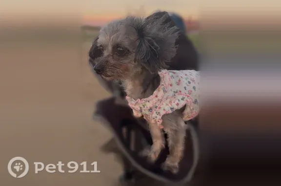 Lost female dog, Compton, California, Hawthorne — grey/silver 8-year-old Yorkie Poo mix - photo