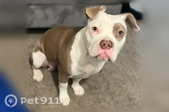 Lost dog, Rancocas Road, 598, Westampton Township, Philadelphia — female, brown-and-white with a spot over one eye - photo