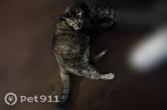 Lost cat, female, Horton Street, 15104, Overland Park — shy and kind - photo