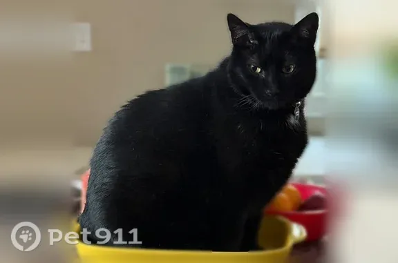 Lost male cat, Westfield Street, 2275, West Springfield — all black - photo