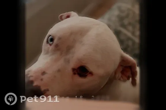 Lost dog, Kinmore Street, 3303, Dallas — male white pit bull with one blue and one grey eye - photo