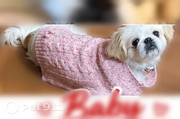 Lost dog, Tamiment, Pennsylvania, East Stroudsburg — female Pekingese with an overbite - photo