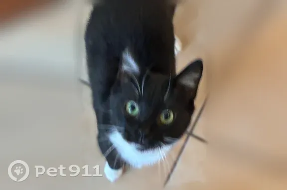 Lost male cat, Northwest 26th Street, 2036, Oklahoma City — black and white with green eyes - photo
