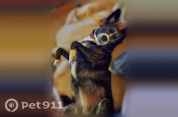 Lost dog, female, Hemlock Street, 2314, Joliet — wearing a purple harness and leash - photo