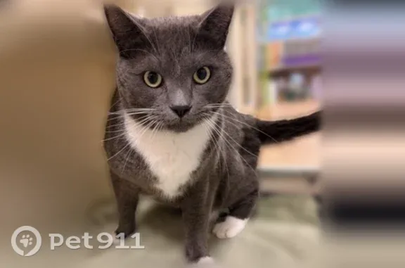 Lost cat, Orchard Trails Drive, 86, Orono — male gray cat with white mittens - photo