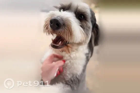 Lost male dog, Jordan Road, Pleasant Hill, Greer — shy Bernedoodle named Oliver - photo
