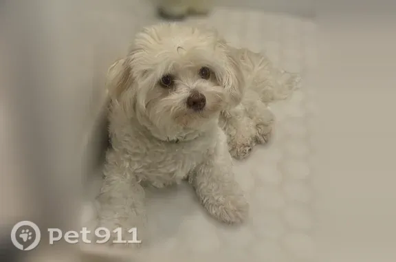 Missing dog Summerville, photo: Lost female dog, Calming Mist Landing, 503, Summerville — cream-colored with light brown markings