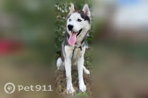 Lost dog, Bagwell Road, 108, Wyatts Chapel, Dover — white Siberian husky - photo