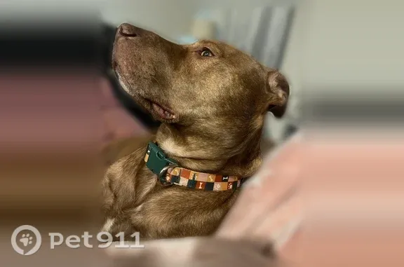 Lost dog, West Hefner Road, 7221, Oklahoma City — male, brown with a multicolor bone-patterned collar - photo
