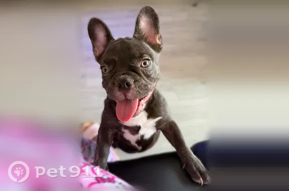 Lost dog, South Cooper Street, Arlington — 5-month-old female French Bulldog puppy - photo