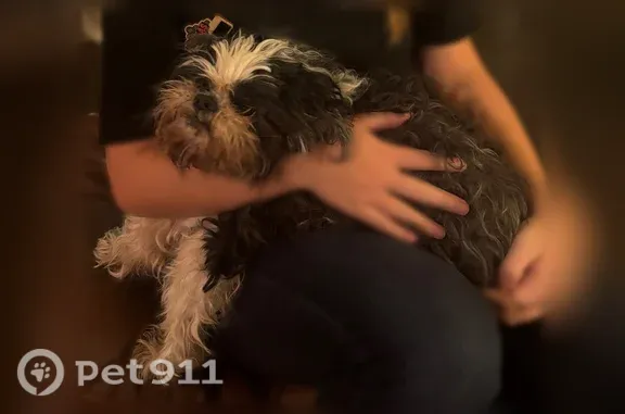 Lost dog, Rose Court, 9116, Fort Worth — male, black and white, hard of hearing - photo