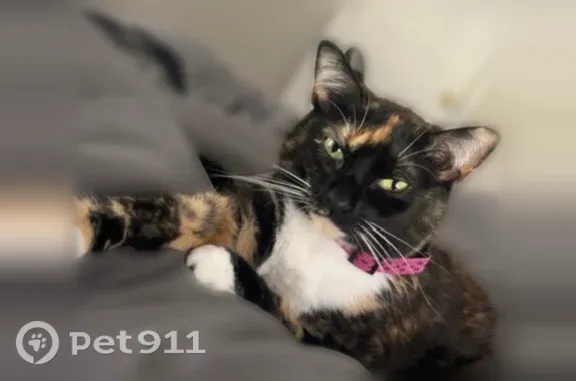 Lost cat, Estate Street, South Fulton, Atlanta — 3-year-old Ragdoll with a purple collar - photo