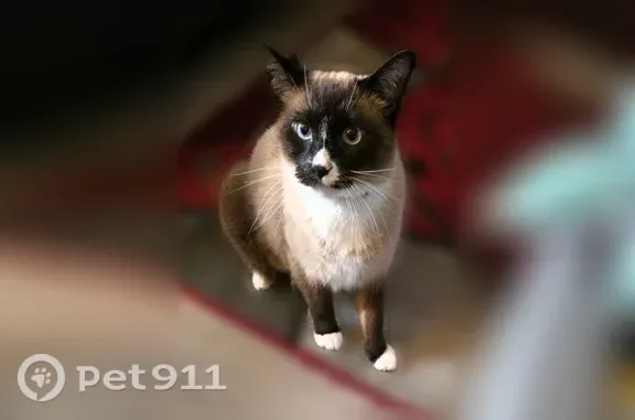 Missing cat Detroit, photo: Lost cat, Birwood Avenue, 20020, Detroit, Detroit — male Siamese Snowshoe with white paws