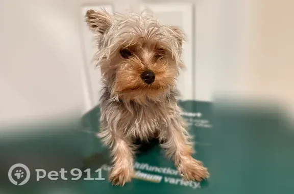 Found dog Atwater, photo: Found female dog, Granite Drive, 2511, City of Atwater, Atwater — Yorkie with shaggy black, brown and white hair