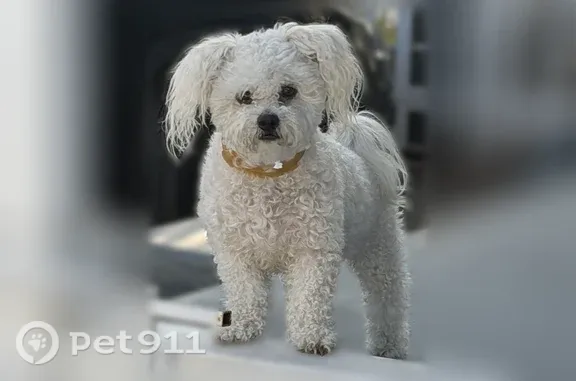 Lost dog, Bryant Street, 20939, Los Angeles — female Maltese-Yorkshire mix with two marks on her back - photo