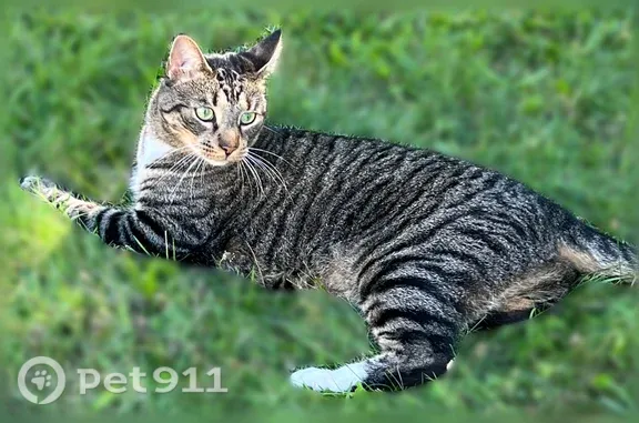 Lost male cat, Melville Street, 578, City of Rochester, Rochester — gray tabby with short hair - photo