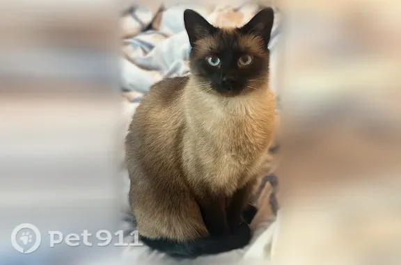 Lost cat, Stans Lane, 21391, Laguna Beach, Laguna Beach — male Siamese - photo