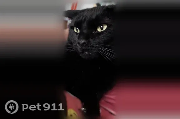 Lost male cat, Wolfsnare Lane, 206, Manhattan — all black with a curly tail - photo