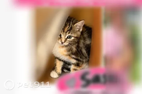 Lost cat, East Lavina Drive, 741, Ogden — female patch tabby - photo
