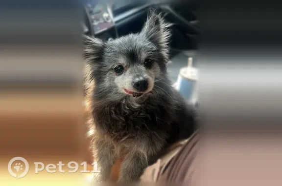 Lost dog, East Crestone Avenue, 253, South Salt Lake — female, black with white hairs - photo