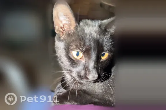 Lost female cat, Richard J. Ames Memorial Highway, 1750, Farmington — black with a white spot - photo