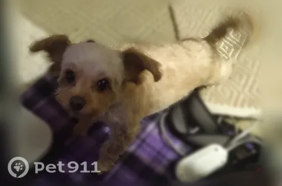 Lost dog, Akron — female dog escaped through the door - photo