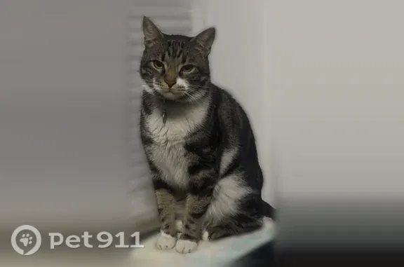 Grey black white paws 14.5 pound Tabby Beautiful with double collar one for flees one for his name tag with my phone number