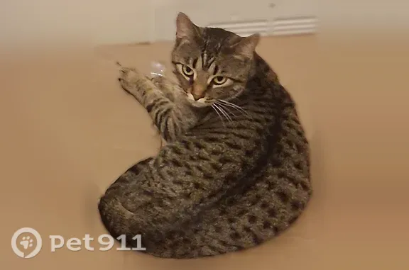 Lost female cat, Diamond Circle, 5353, Chubbuck — walks bow-legged with her back legs - photo