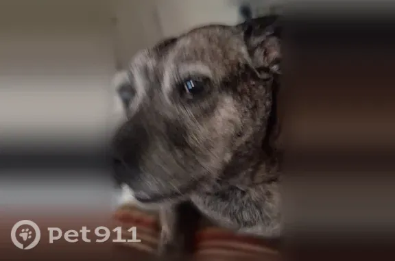 Lost female dog, Meadowbrook Drive, 3625, Fort Worth — brindle brown and black - photo