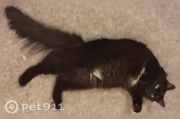 Lost cat, Diamond Circle, 5311, Chubbuck — shy black long-haired female - photo