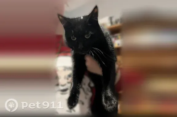 Lost cat, Elm Grove Avenue, 1409, Springfield Township, Lakemore — female with a grey flea collar - photo