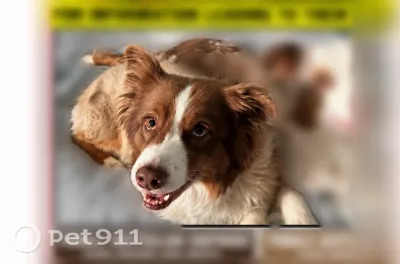 Lost Dog, Florence Boulevard, 1410, Florence — female red Australian Shepherd - photo