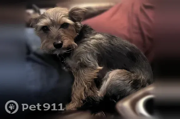 Lost dog, Airport Freeway, Greenfield — male Yorkie Dotson mix - photo