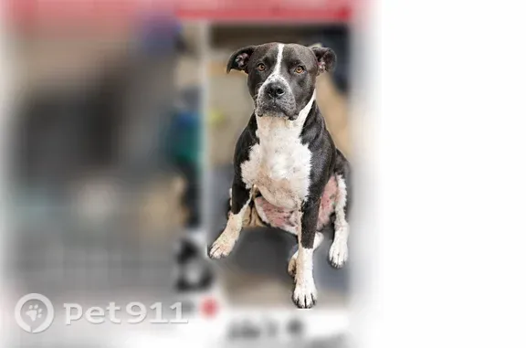 Lost male dog, South 33rd Avenue West, 5801, Tulsa — friendly Pitbull mix - photo