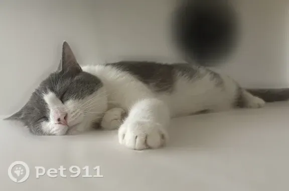 White & grey male cat, freckle on nose . Ran out near senca bay apartments