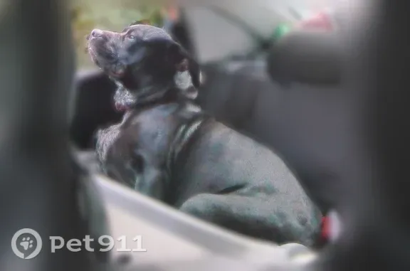 Lost female dog, South Glenstone Avenue, 2114, Springfield — black with black-and-white freckles on chest - photo