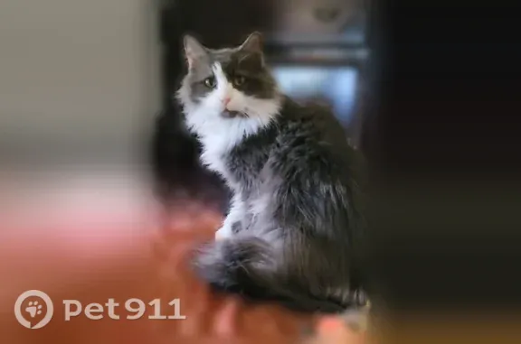 Lost female cat, East Mason Street, 116, Lena — gray and white, yellow eyes - photo