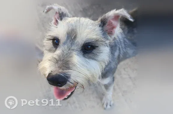 Found dog Edcouch, photo: Found male dog, East Monte Cristo Road, 11009, Edcouch, Edcouch — silver Mini Schnauzer