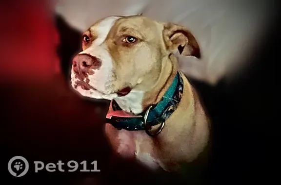 Lost dog, female, James Wood Road, Georgia, Buchanan — tan-and-white pit with golden eyes - photo
