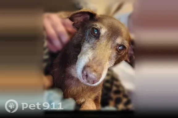 Lost male dog, Sandy Road, 626, Farmers — solid brown with cloudy eyes - photo