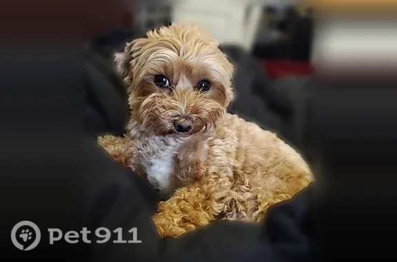 She is a small brown maltipoo with white patches on her belly and chin